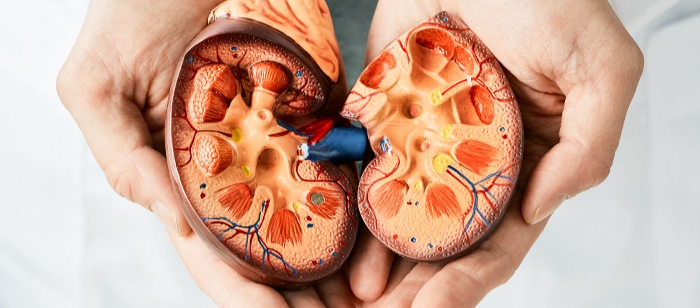 การฟอกไต hemodialysis คืออะไร?